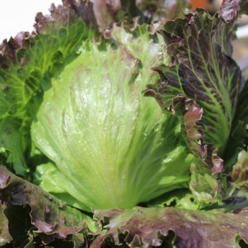 Eisbergsalat Derel (Samen)