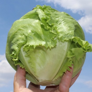 Eisbergsalat Derel (Samen)