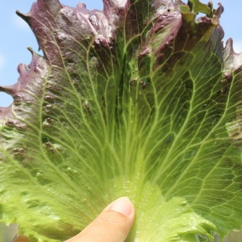 Eisbergsalat Derel (Samen)