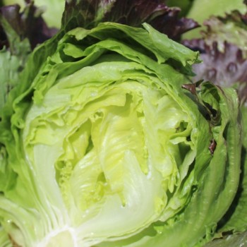 Eisbergsalat Derel (Samen)