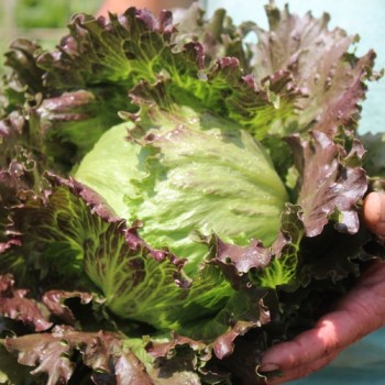 Eisbergsalat Derel (Samen)