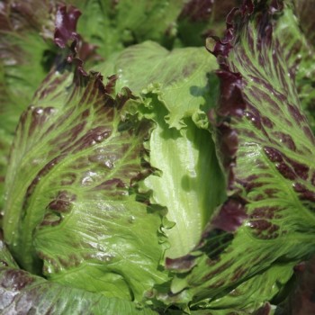 Eisbergsalat Derel (Samen)