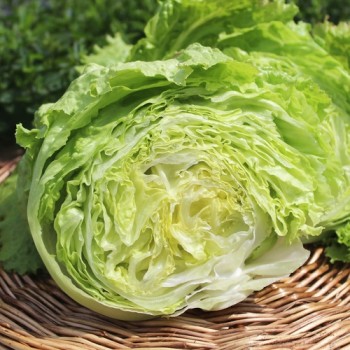 Neu! Eisbergsalat Grazer Krauthäuptel (Samen)