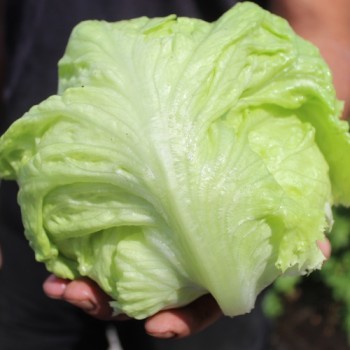 Neu! Eisbergsalat Grazer Krauthäuptel (Samen)