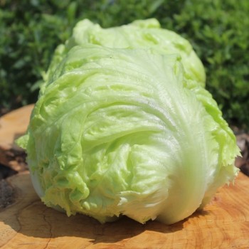 Neu! Eisbergsalat Grazer Krauthäuptel (Samen)