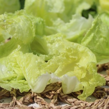 Neu! Eisbergsalat Grazer Krauthäuptel (Samen)