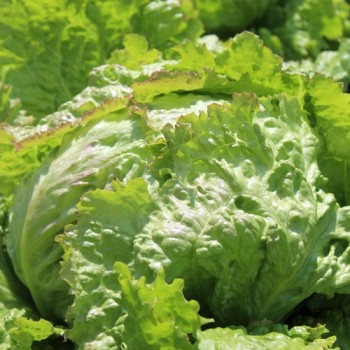 Neu! Eisbergsalat Grazer Krauthäuptel (Samen)