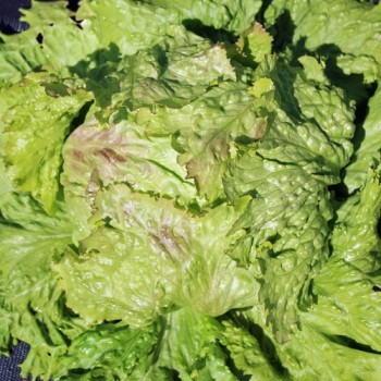 Neu! Eisbergsalat Grazer Krauthäuptel (Samen)