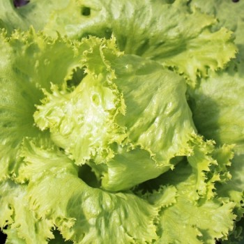 Eisbergsalat Krolowa Lata (Samen)