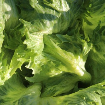 Eisbergsalat Reine de Glaces (Samen)