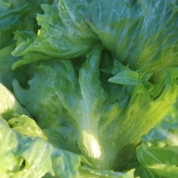 Eisbergsalat Reine de Glaces (Samen)