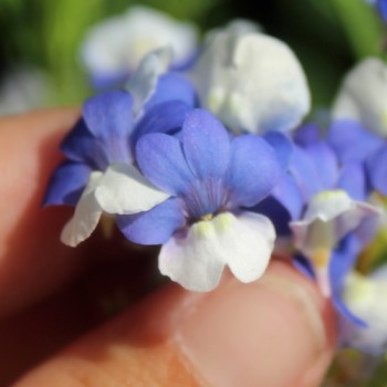 Elfenspiegel Blue White (Samen)