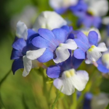 Elfenspiegel Blue White (Samen)