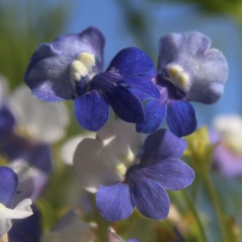 Elfenspiegel Blue White (Samen)