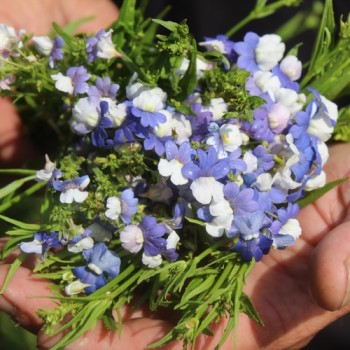 Elfenspiegel Blue White (Samen)