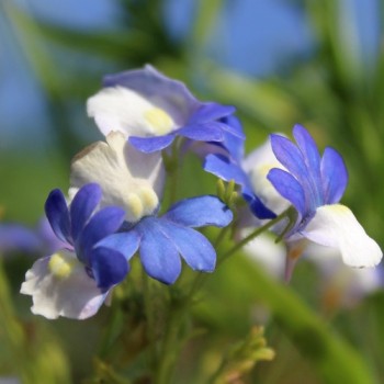 Elfenspiegel Blue White (Samen)