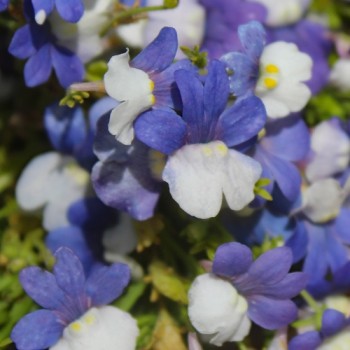 Elfenspiegel Blue White (Samen)