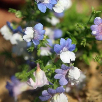Elfenspiegel Blue White (Samen)