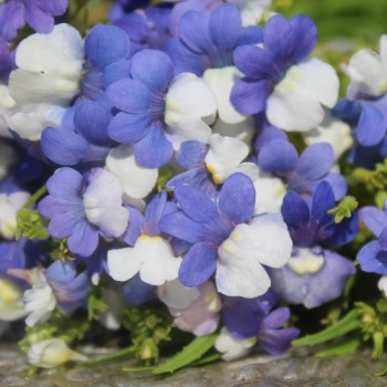 Elfenspiegel Blue White (Samen)