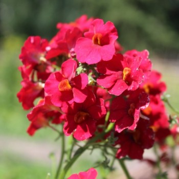 Elfenspiegel Fire King (Samen)