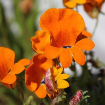 Elfenspiegel Prince of Orange (Samen)
