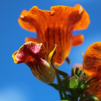 Elfenspiegel Prince of Orange (Samen)