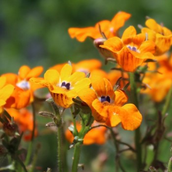 Elfenspiegel Prince of Orange (Samen)