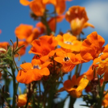 Elfenspiegel Prince of Orange (Samen)