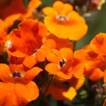 Elfenspiegel Prince of Orange (Samen)