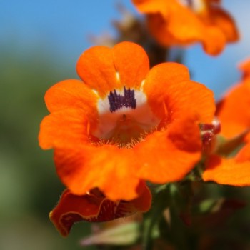 Elfenspiegel Prince of Orange (Samen)