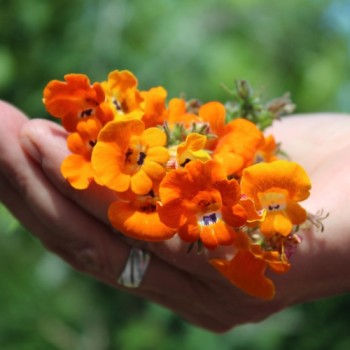 Elfenspiegel Prince of Orange (Samen)