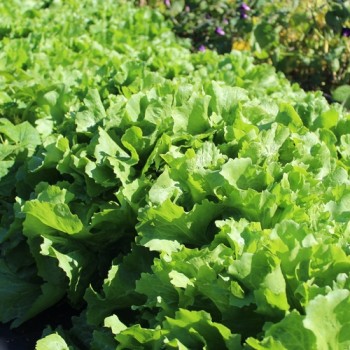 Endivie Batavian Green (Samen)