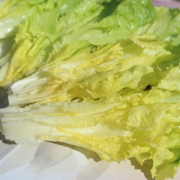 Endivie Batavian Green (Samen)