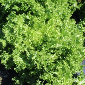 Endivie Capellina (Samen)