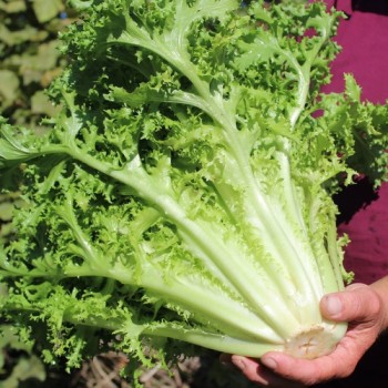 Endivie Capellina (Samen)