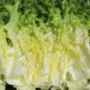 Endivie Capellina (Samen)