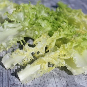 Endivie Capellina (Samen)