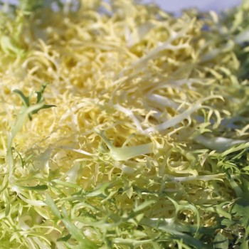 Endivie Capellina (Samen)