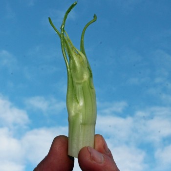 Endivie Puntarelle Brindisina (Samen)