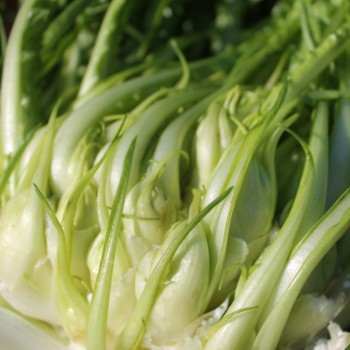 Endivie Puntarelle Brindisina (Samen)