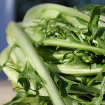Endivie Puntarelle Brindisina (Samen)