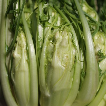 Endivie Puntarelle Brindisina (Samen)