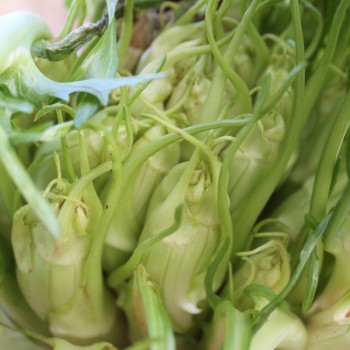 Endivie Puntarelle Brindisina (Samen)