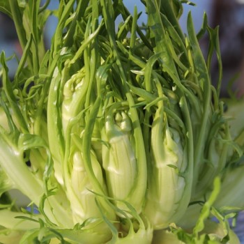 Endivie Puntarelle Molfettese (Samen)