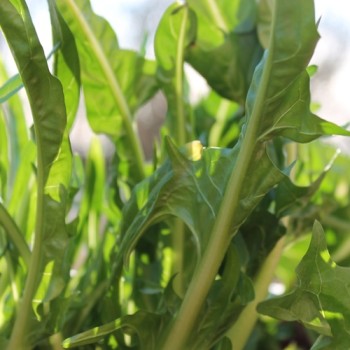 Endivie Puntarelle Molfettese (Samen)
