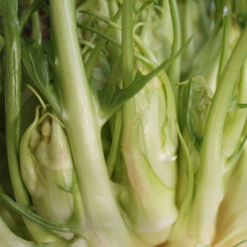 Endivie Puntarelle Molfettese (Samen)
