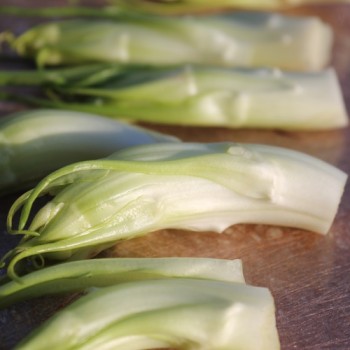 Endivie Puntarelle Molfettese (Samen)