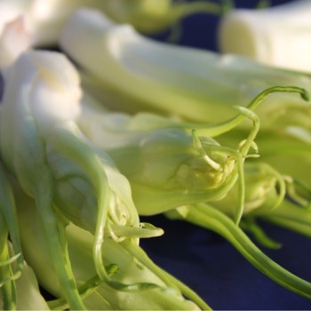 Endivie Puntarelle Molfettese (Samen)