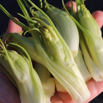 Endivie Puntarelle Molfettese (Samen)