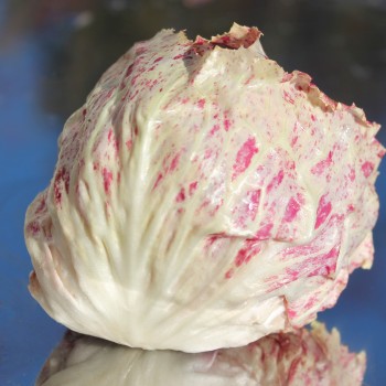 Radicchio Variegata di Lusia (Samen)